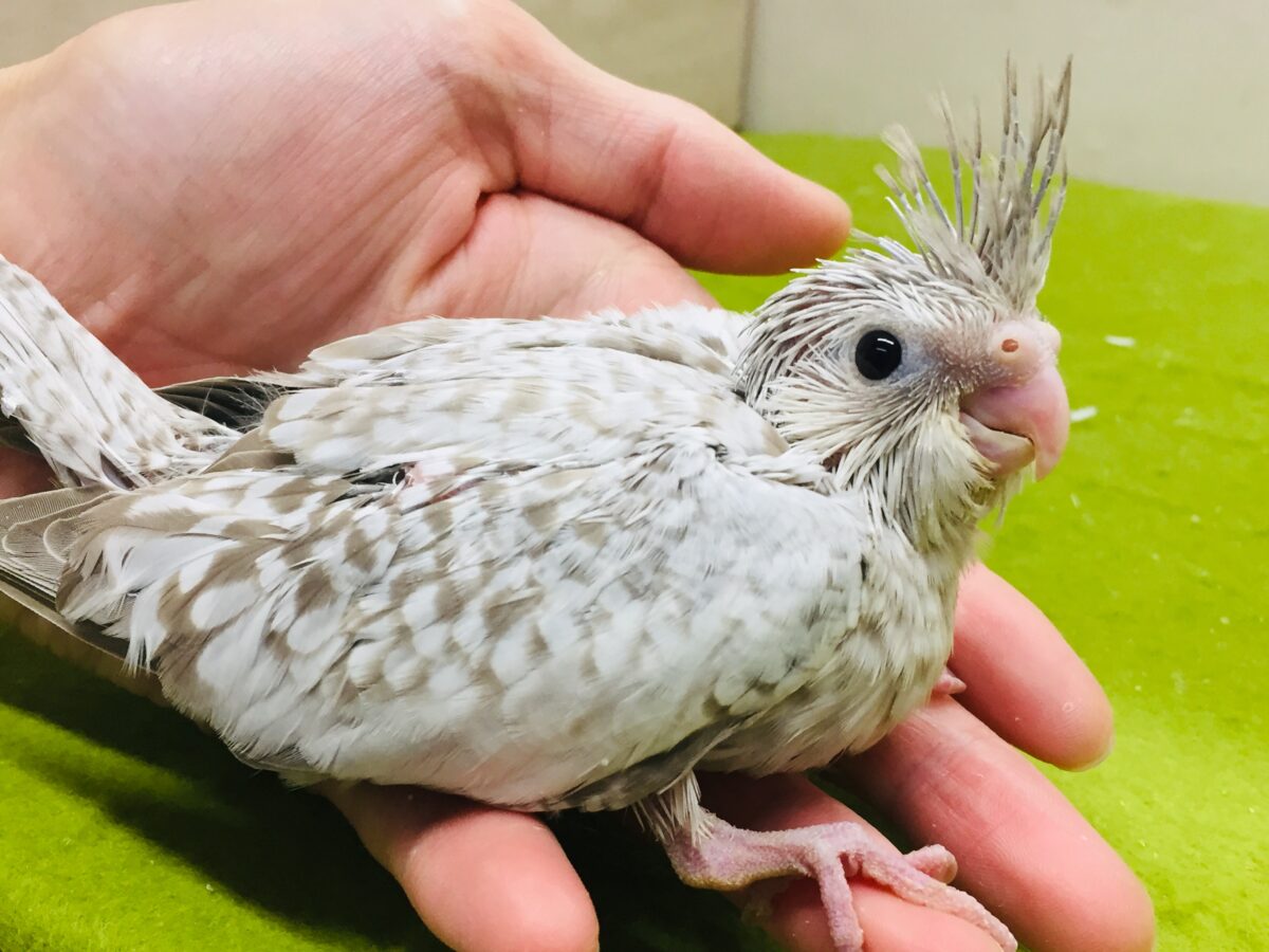 久々入舎!!ホワイトフェイスシナモンパールカラーのオカメちゃんがやってきましたー(*’▽’)🌟🌟 オカメインコ オカメインコ