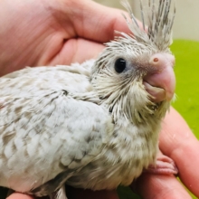 久々入舎！！ホワイトフェイスシナモンパールカラーのオカメちゃんがやってきましたー(*’▽’)🌟🌟　オカメインコ