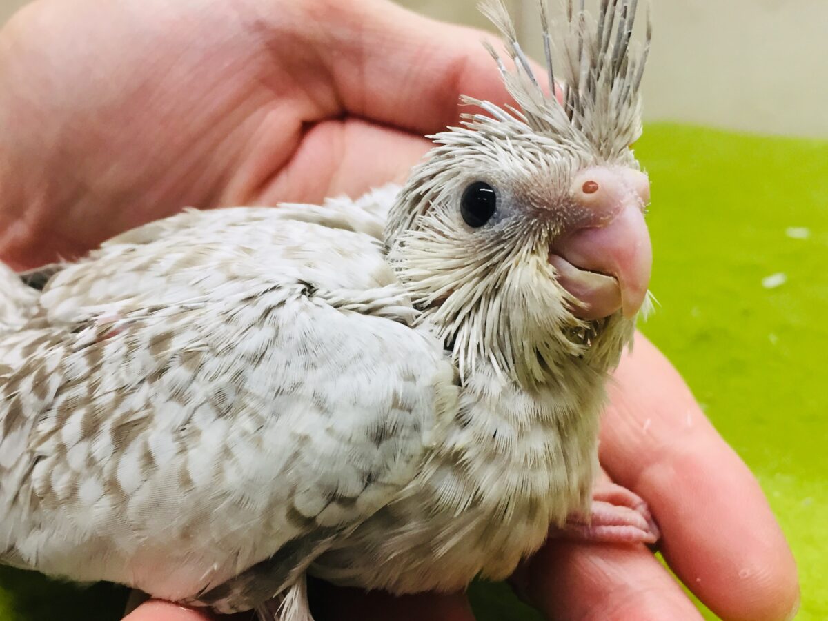 久々入舎!!ホワイトフェイスシナモンパールカラーのオカメちゃんがやってきましたー(*’▽’)🌟🌟 オカメインコ オカメインコ
