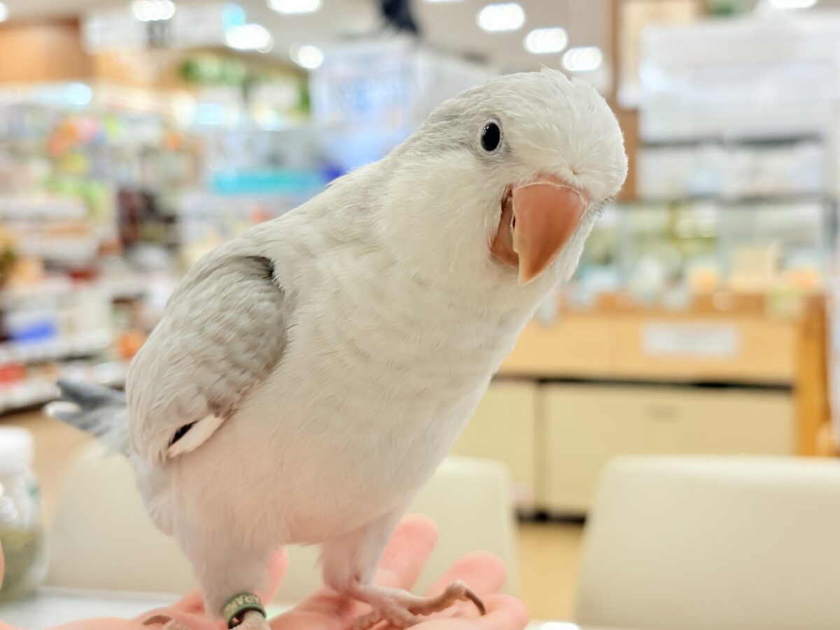【最新画像更新🪄もうすぐひとり餌☆】誰より鳴くよ♬*°ウケケケケッ🐣🎶⸒⸒オキナインコ(コバルトオパーリン) ヒナ オキナインコ