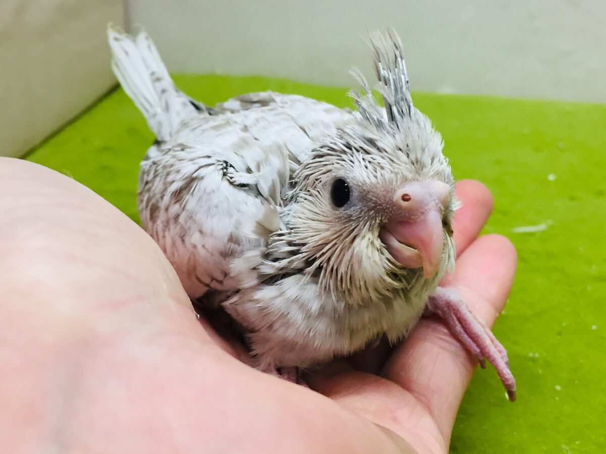 久々入舎!!ホワイトフェイスシナモンパールカラーのオカメちゃんがやってきましたー(*’▽’)🌟🌟 オカメインコ オカメインコ