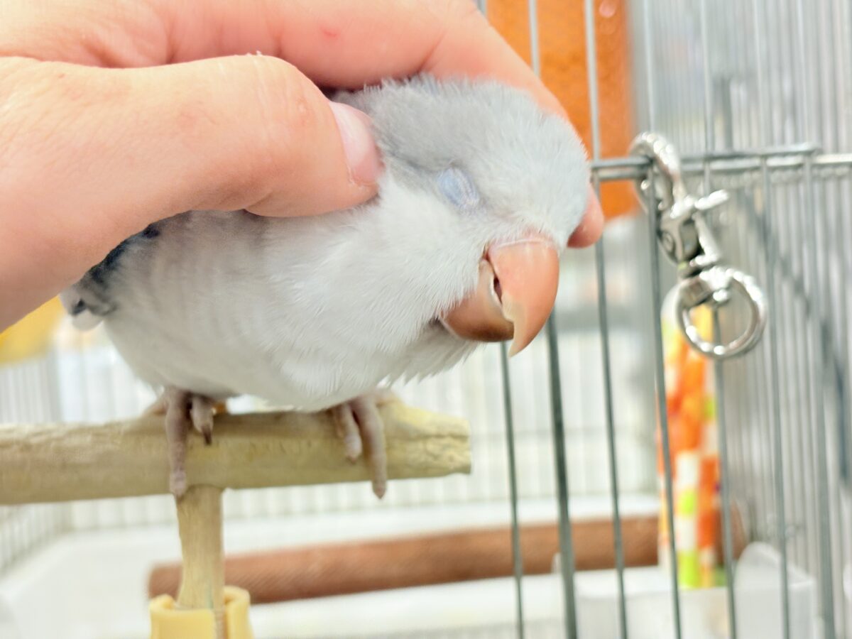 オキナインコ