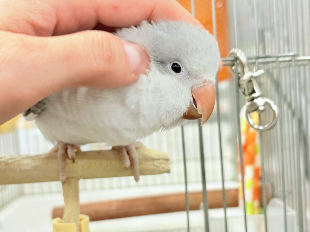 オキナインコ