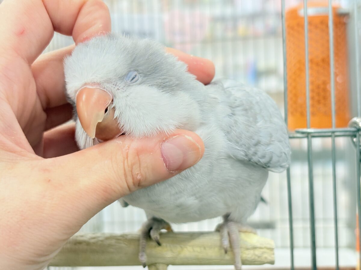 【最新画像更新🪄もうすぐひとり餌☆】誰より鳴くよ♬*°ウケケケケッ🐣🎶⸒⸒オキナインコ(コバルトオパーリン) ヒナ オキナインコ