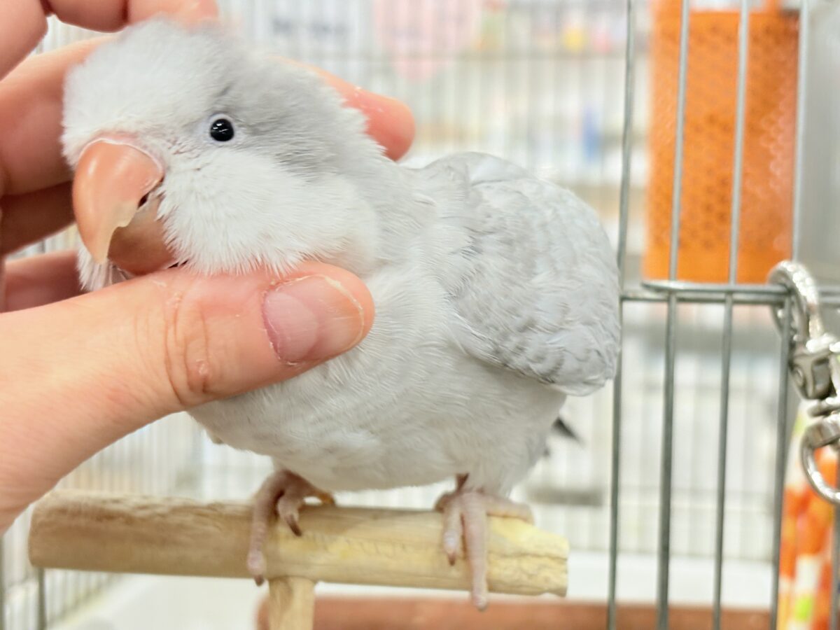 オキナインコ