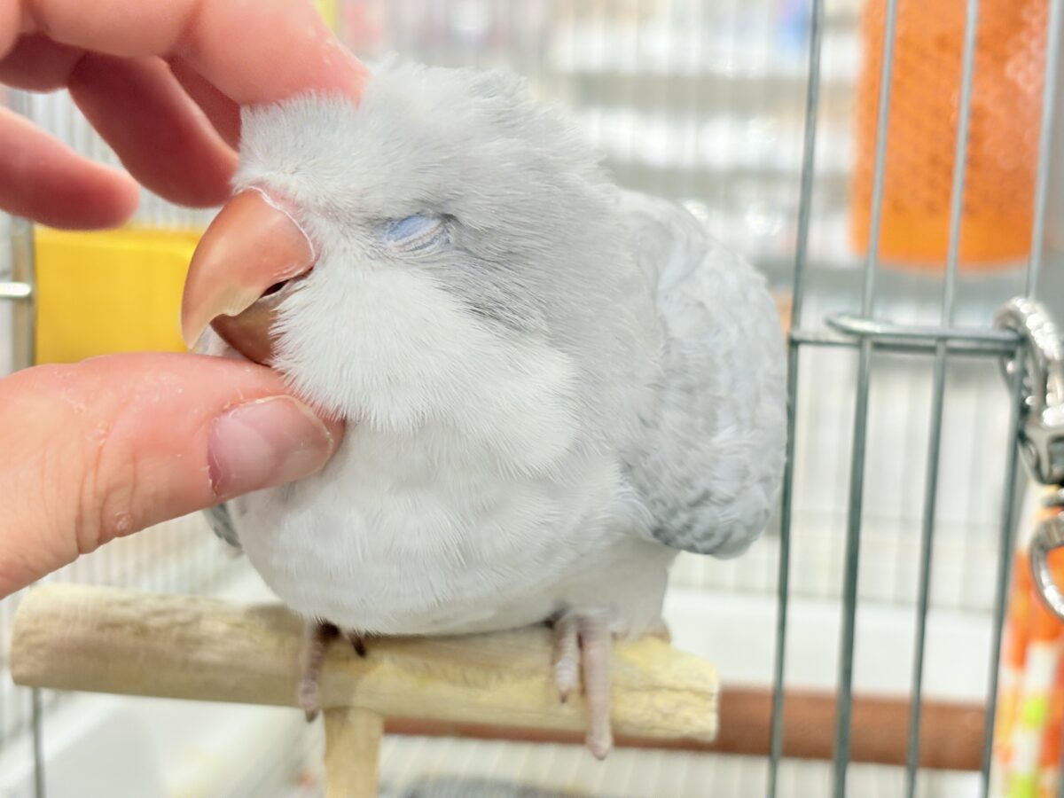 オキナインコ