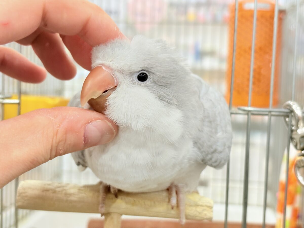 オキナインコ