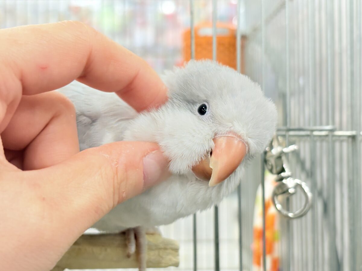オキナインコ