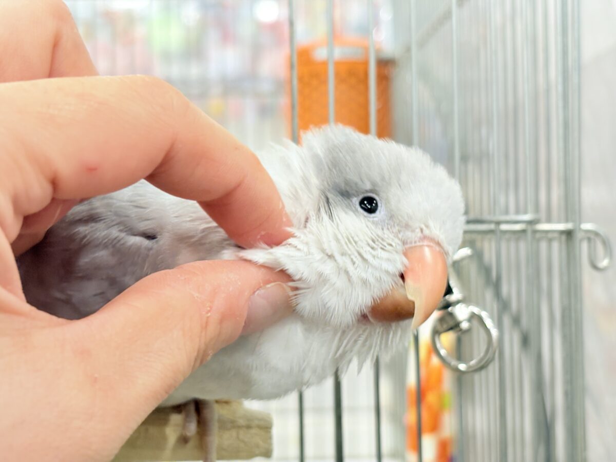 【最新画像更新🪄もうすぐひとり餌☆】誰より鳴くよ♬*°ウケケケケッ🐣🎶⸒⸒オキナインコ(コバルトオパーリン) ヒナ オキナインコ