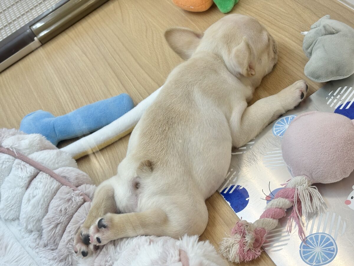 フレンチブルドッグ