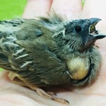 ミニミニ怪獣のキンカチョウさんがやってきましたよ～💛💖