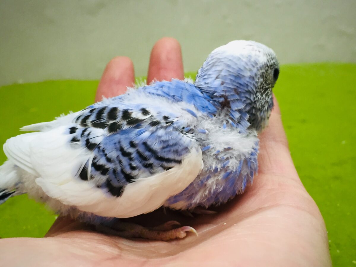 パイドカラーのセキセイちゃんがやってきましたよ~✨✨✨ セキセイインコ セキセイインコ