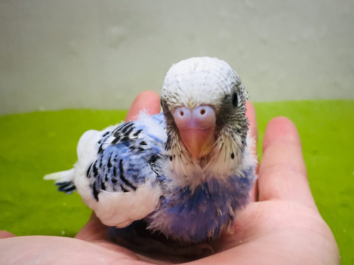 パイドカラーのセキセイちゃんがやってきましたよ~✨✨✨ セキセイインコ セキセイインコ