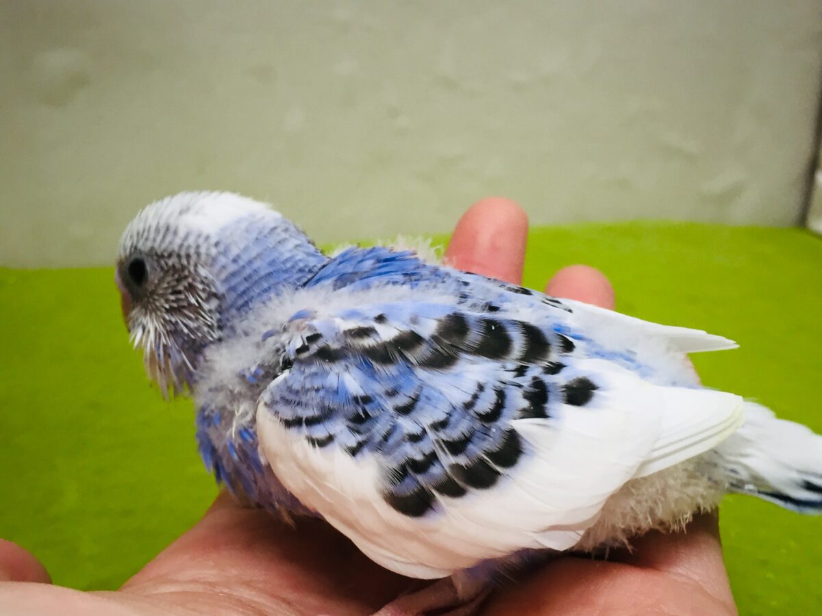 パイドカラーのセキセイちゃんがやってきましたよ~✨✨✨ セキセイインコ セキセイインコ