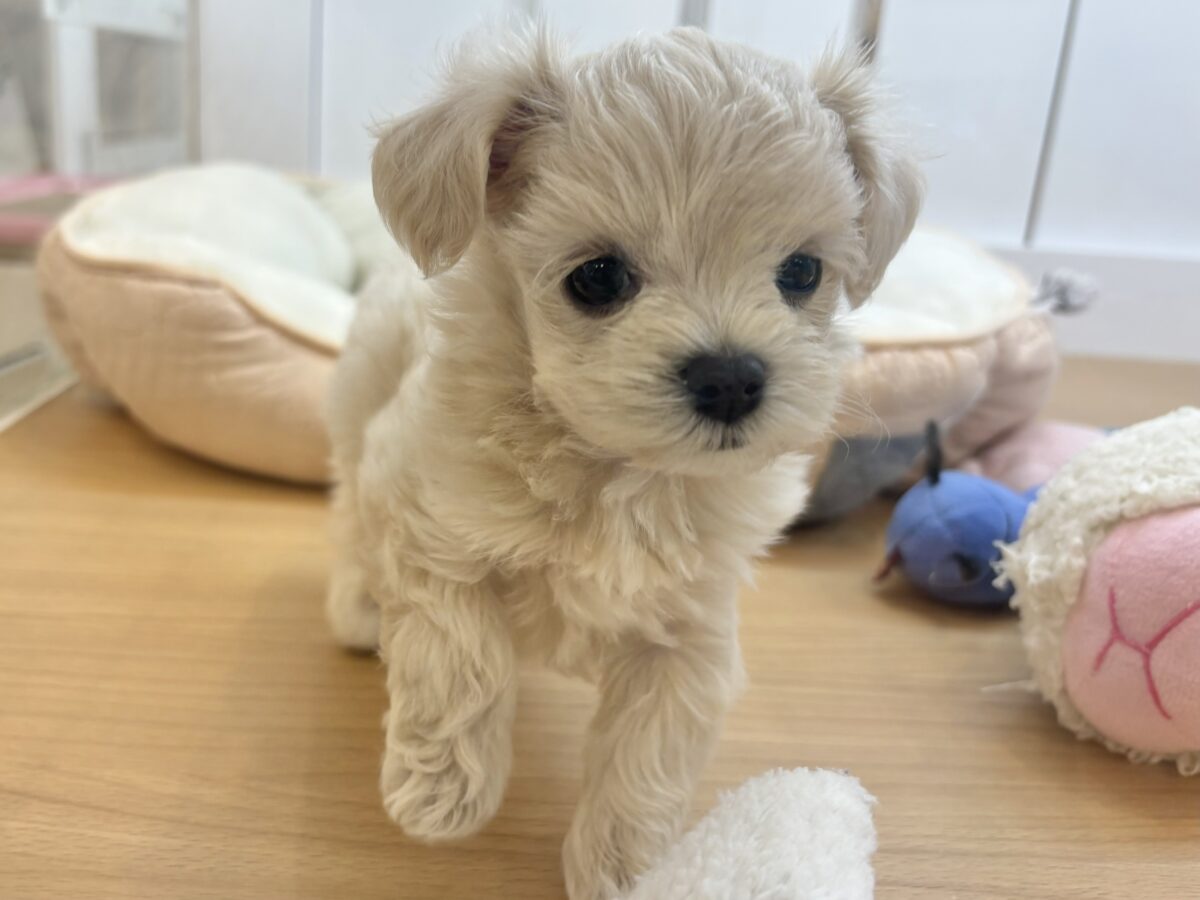 アイドル候補生でしゅ🎶マルプーちゃん! マルプー