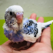 パイドカラーのセキセイちゃんがやってきましたよ～✨✨✨　セキセイインコ