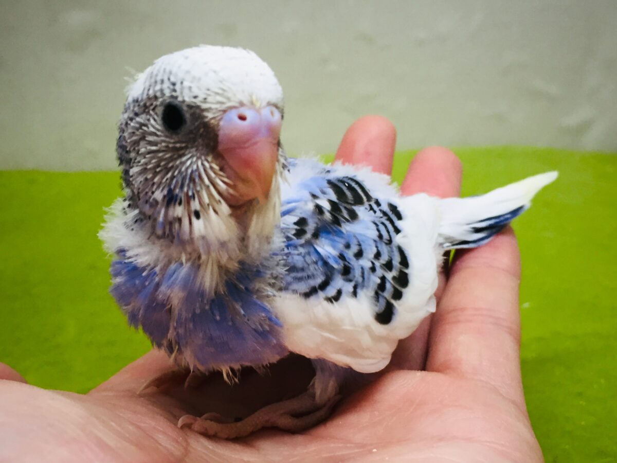 パイドカラーのセキセイちゃんがやってきましたよ~✨✨✨ セキセイインコ セキセイインコ