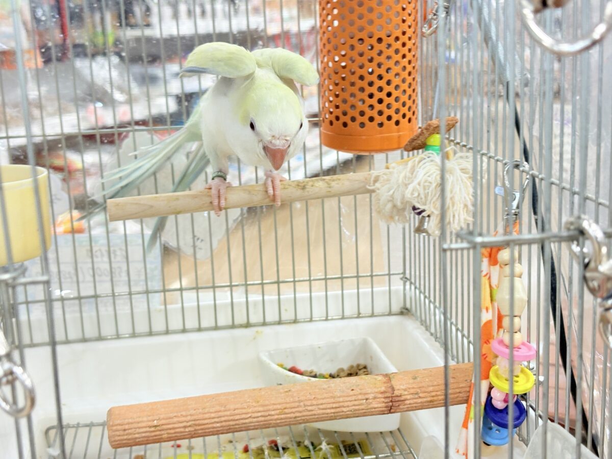 オキナインコ