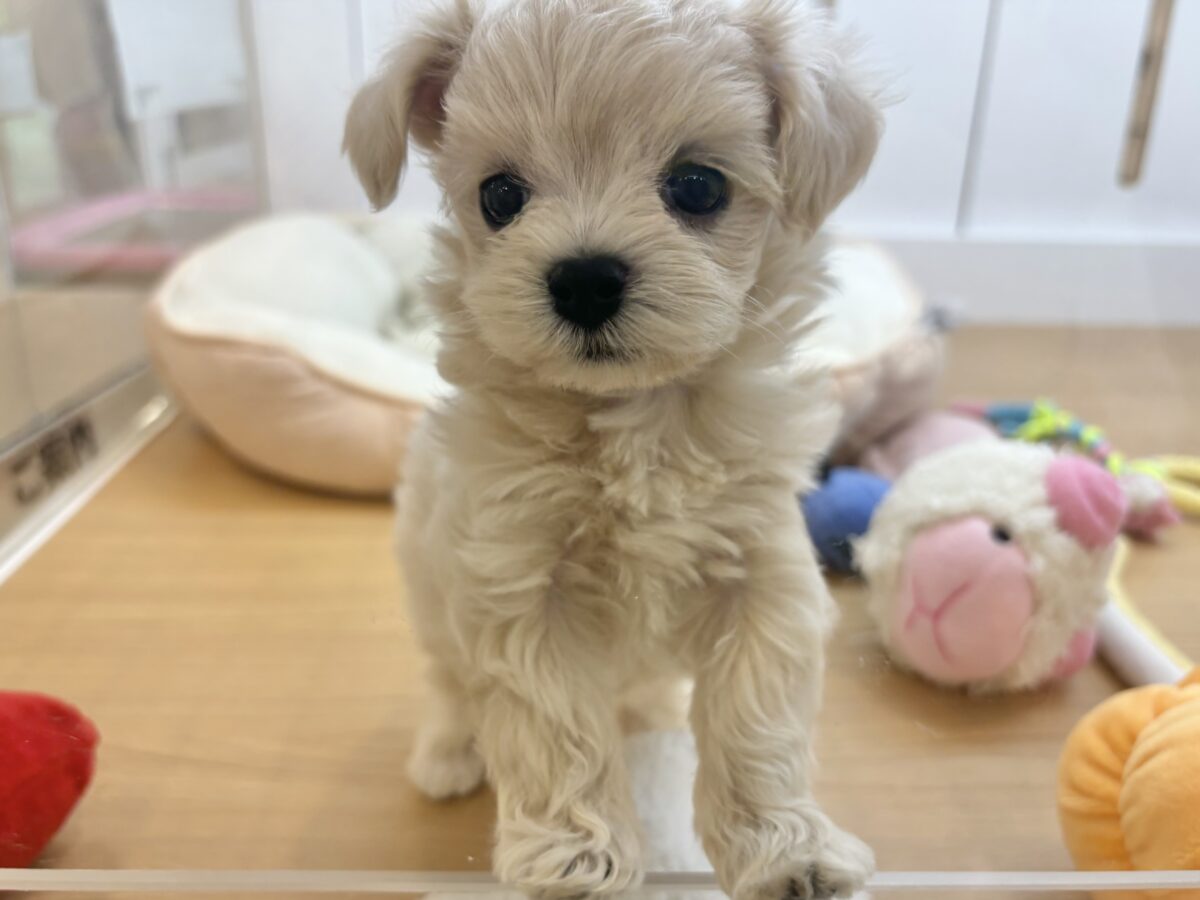 アイドル候補生でしゅ🎶マルプーちゃん! マルプー