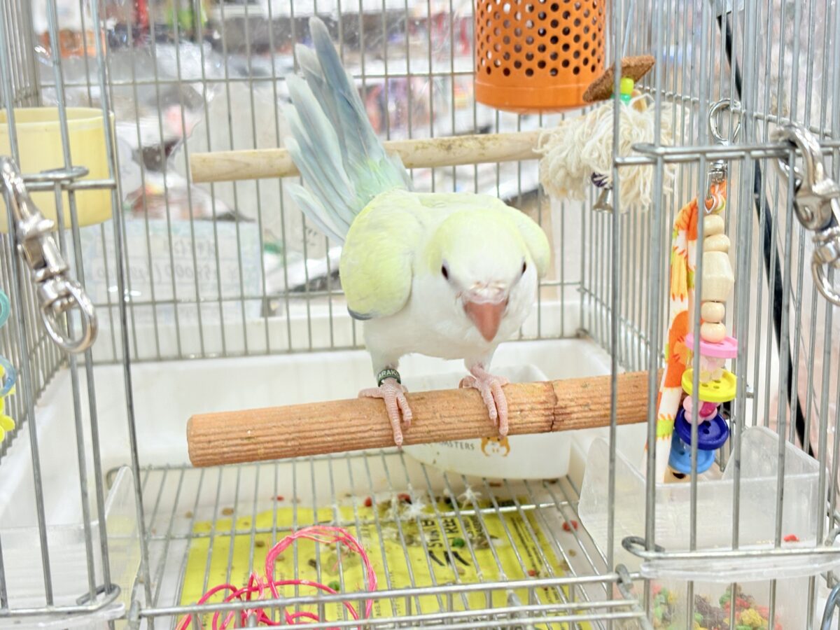 オキナインコ