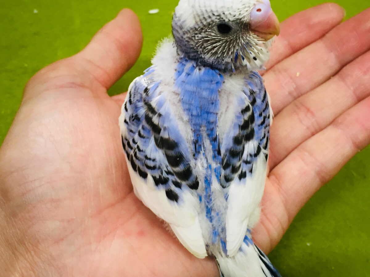 パイドカラーのセキセイちゃんがやってきましたよ~✨✨✨ セキセイインコ セキセイインコ