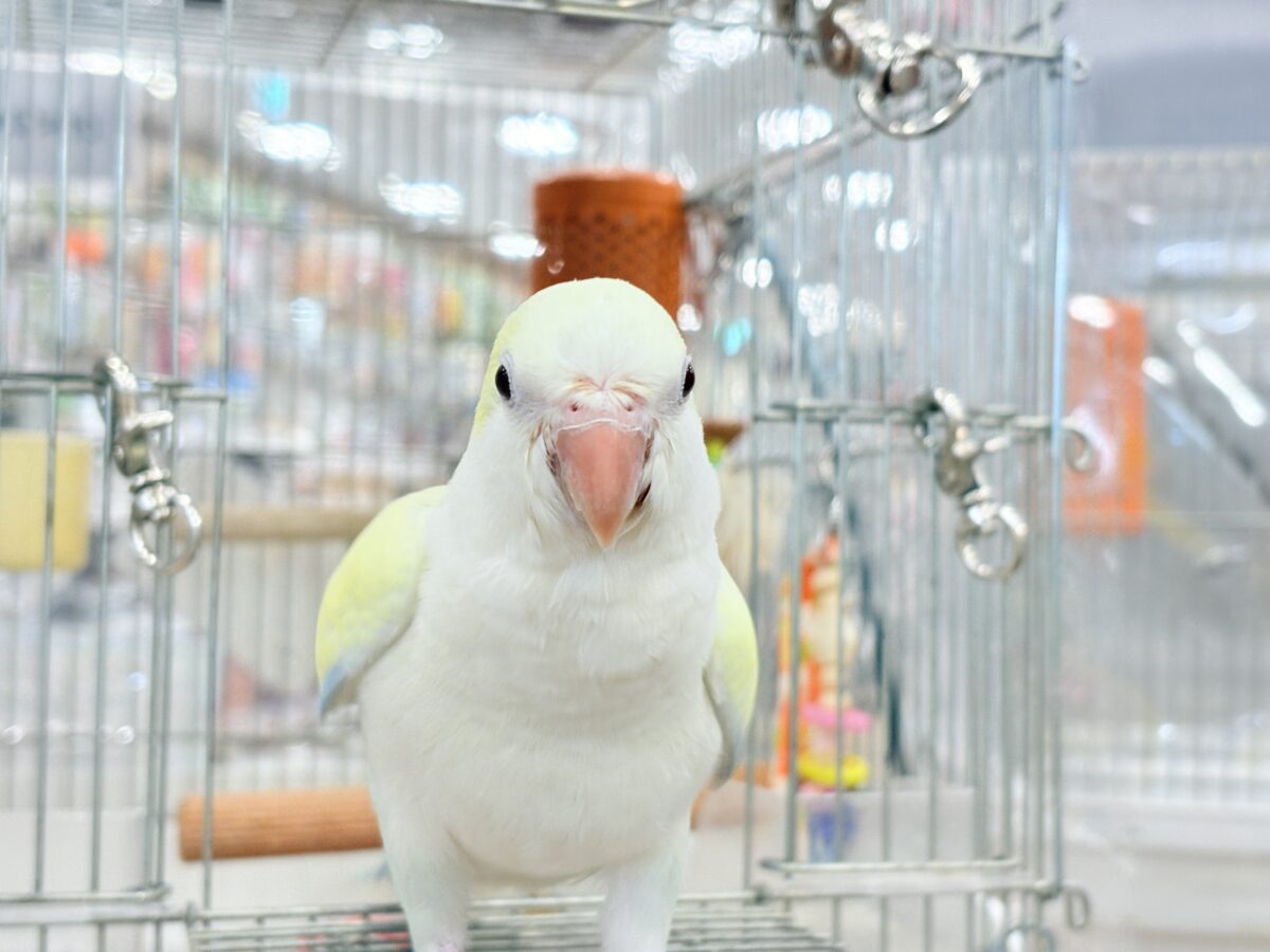 オキナインコ