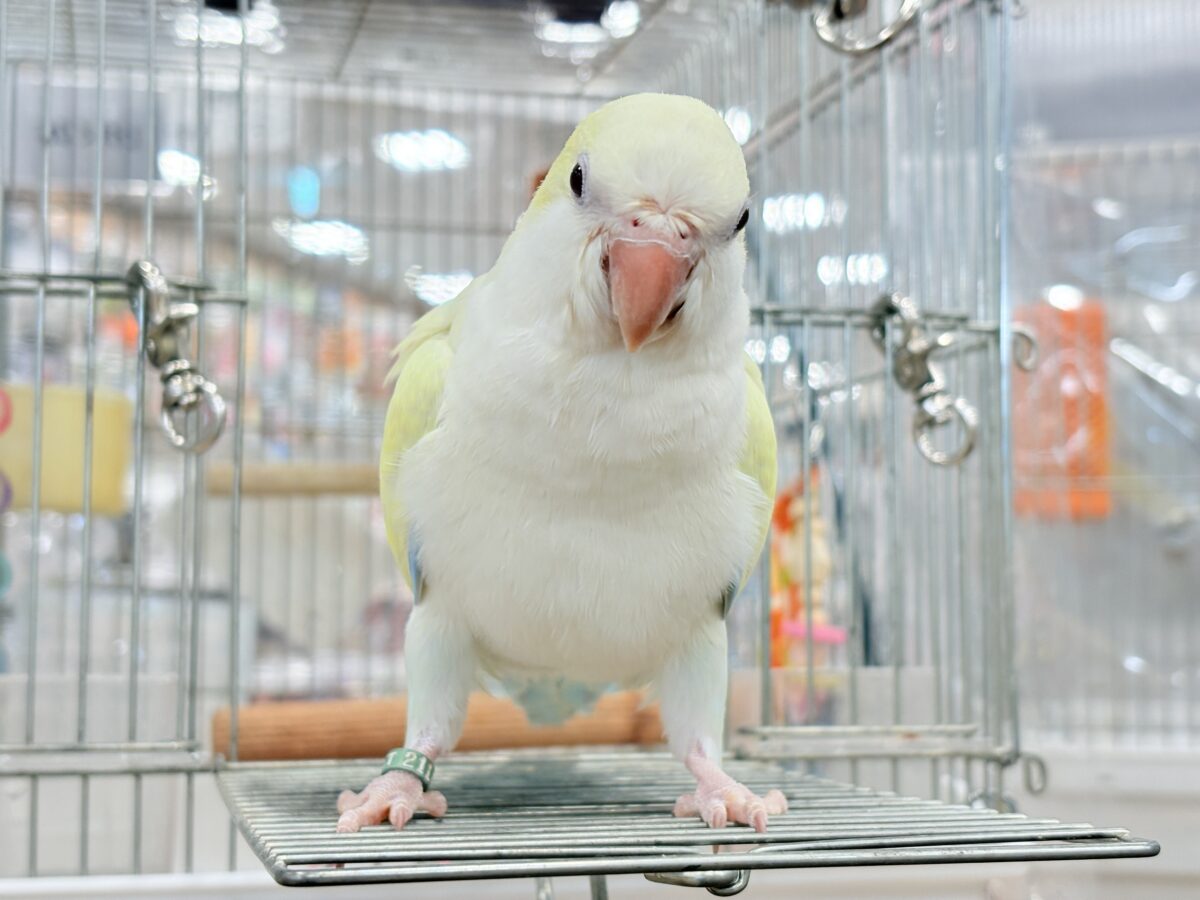 オキナインコ