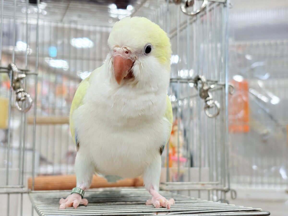 オキナインコ