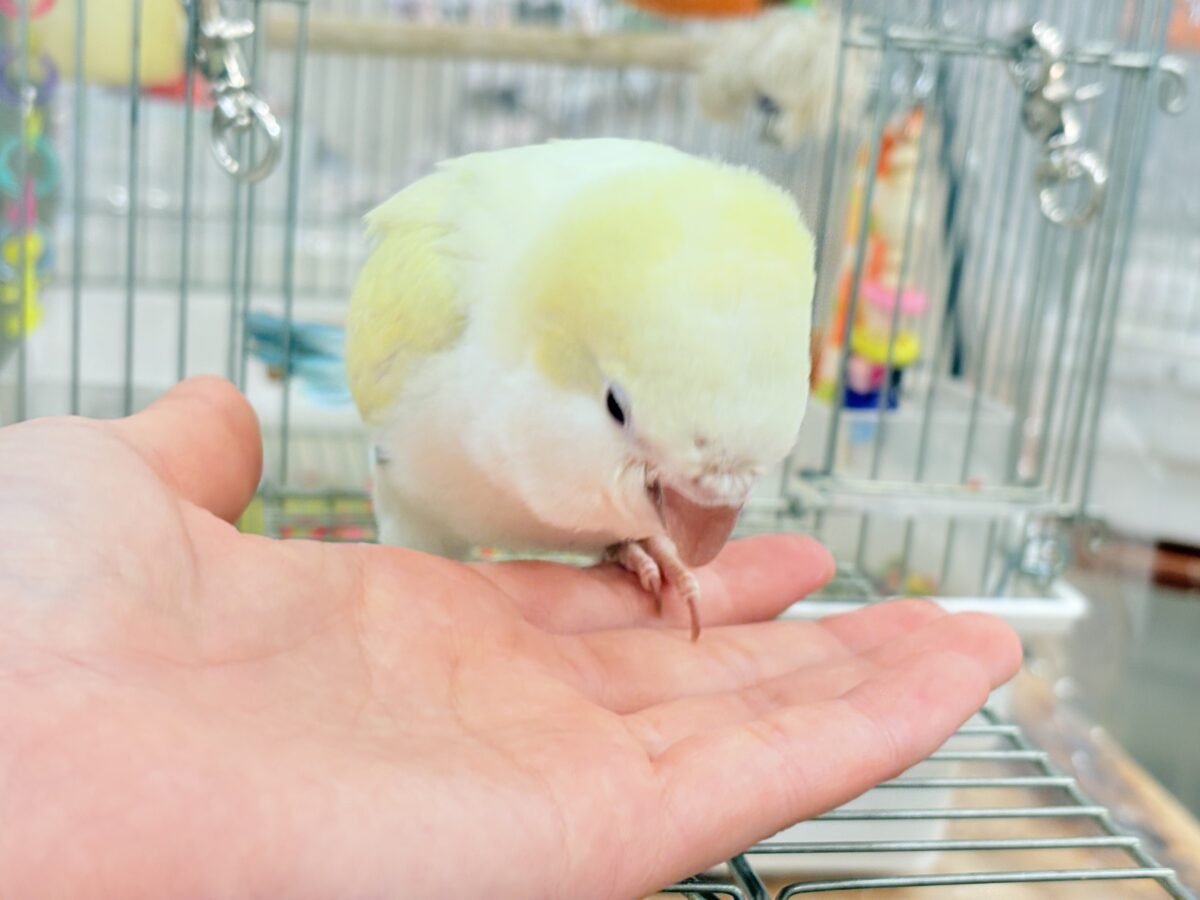 オキナインコ