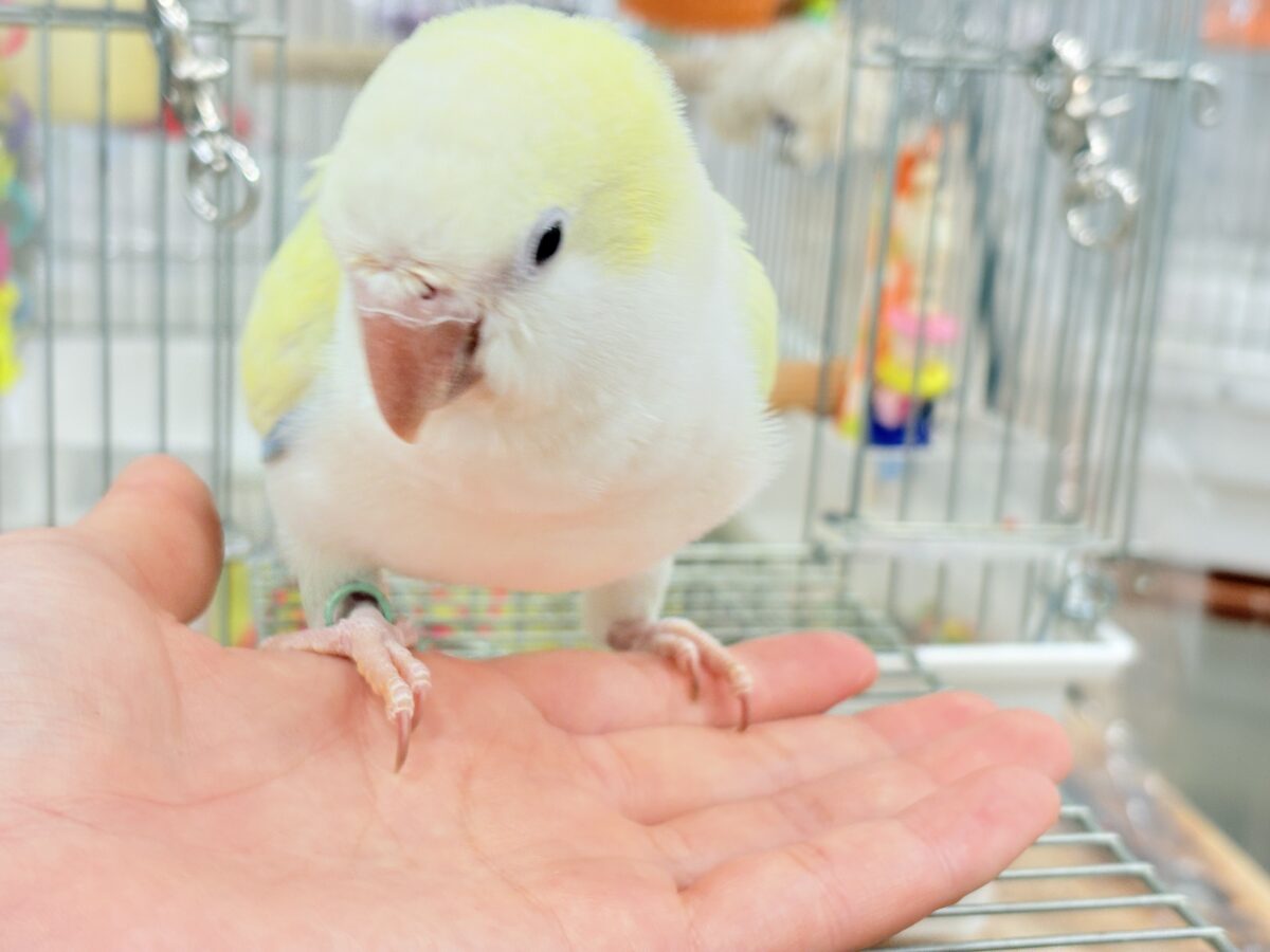 オキナインコ