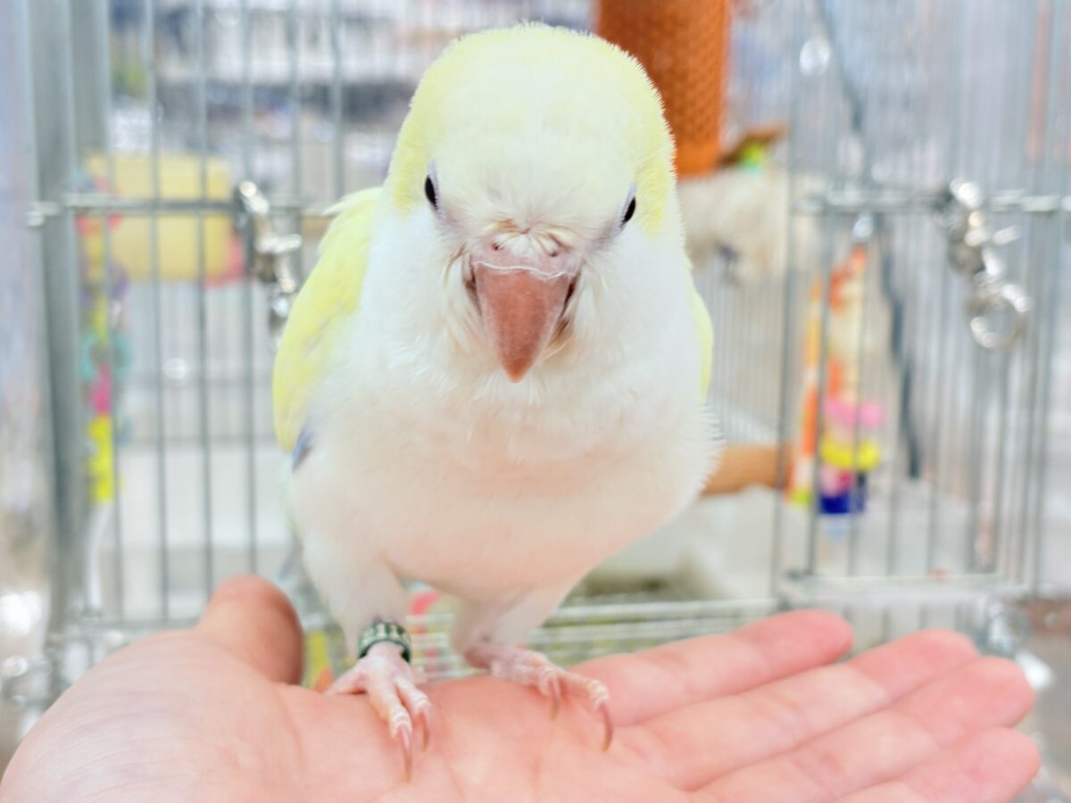 オキナインコ