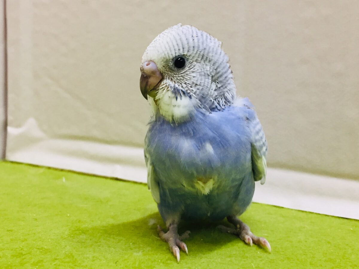 【🌟最新画像更新🌟】スパングルカラーのセキセイちゃんがやってきましたよ~💙💙💙 セキセイインコ