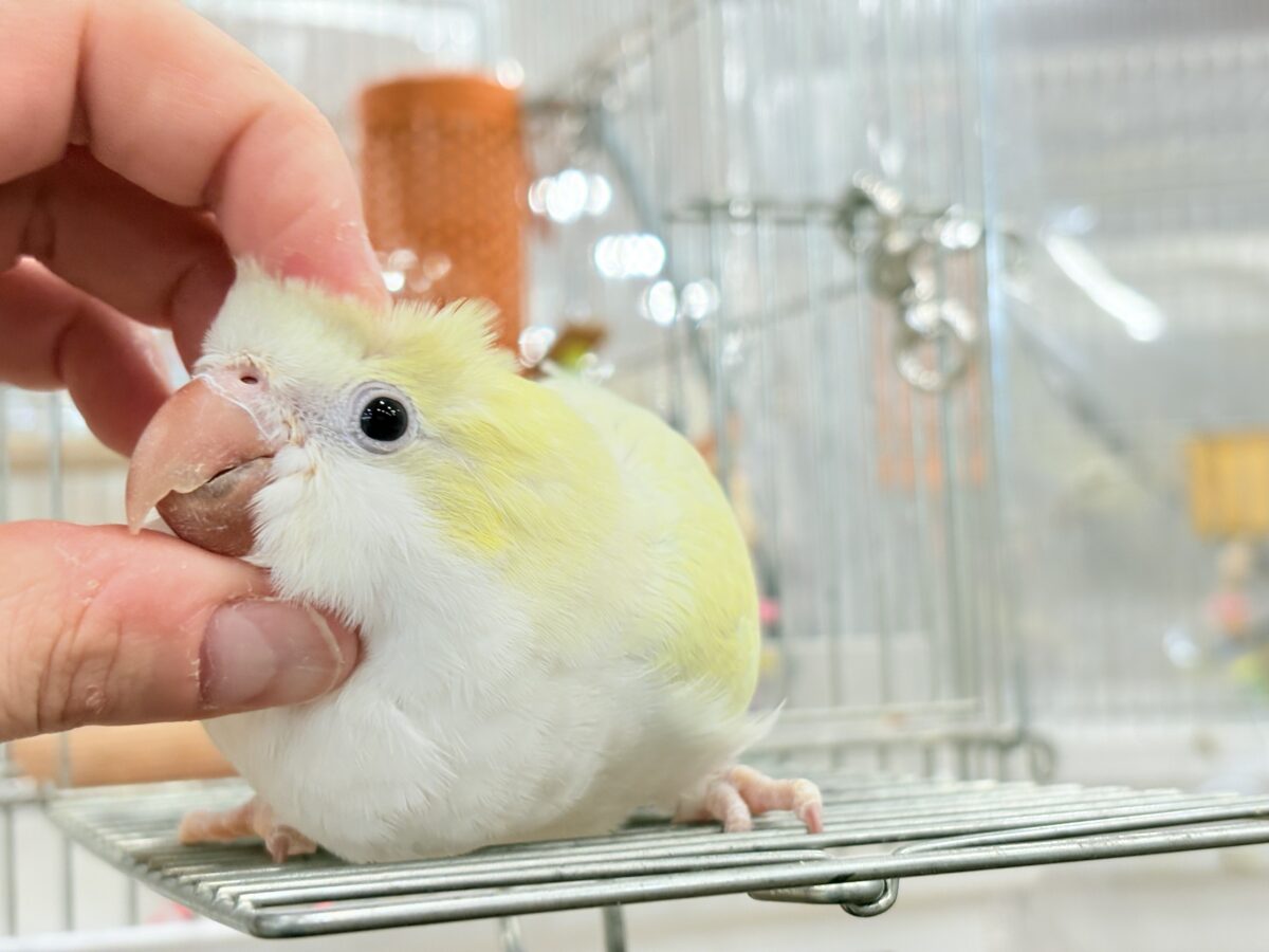 オキナインコ