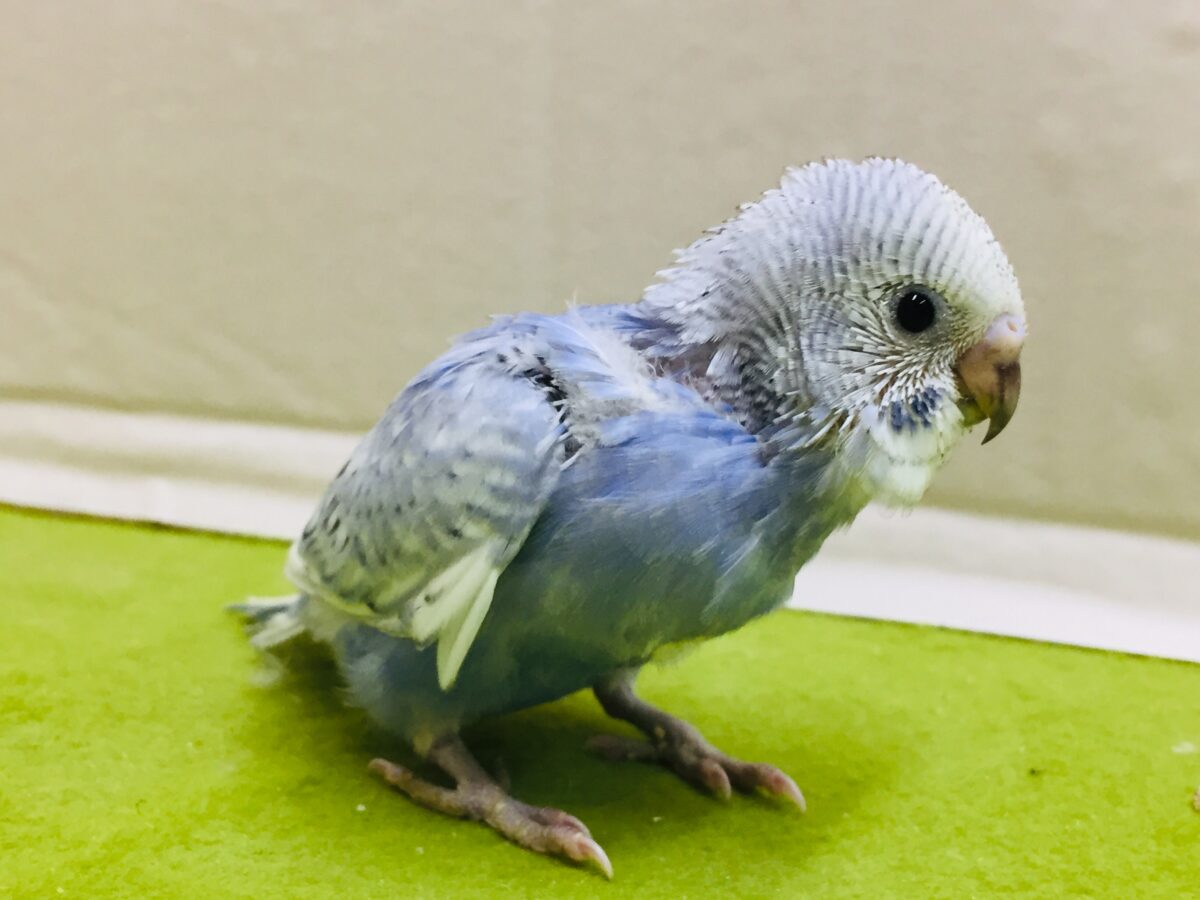 【🌟最新画像更新🌟】スパングルカラーのセキセイちゃんがやってきましたよ~💙💙💙 セキセイインコ