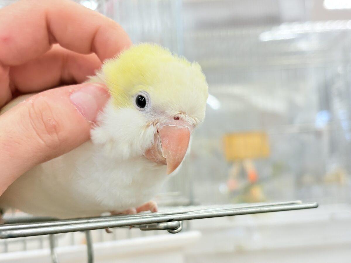 オキナインコ