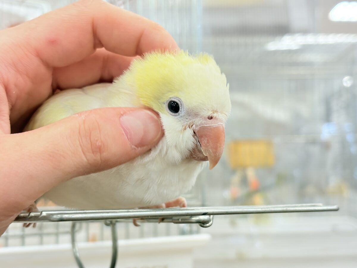 オキナインコ