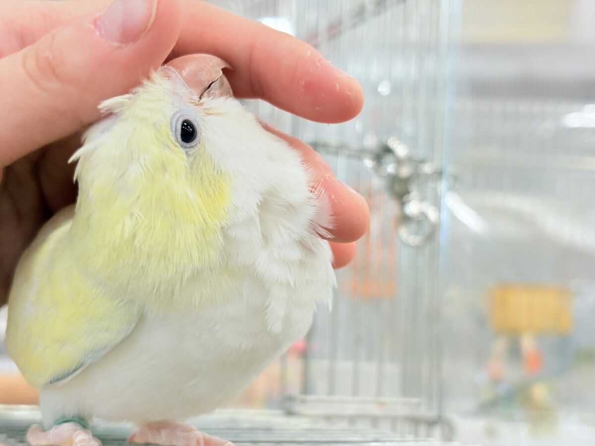 オキナインコ