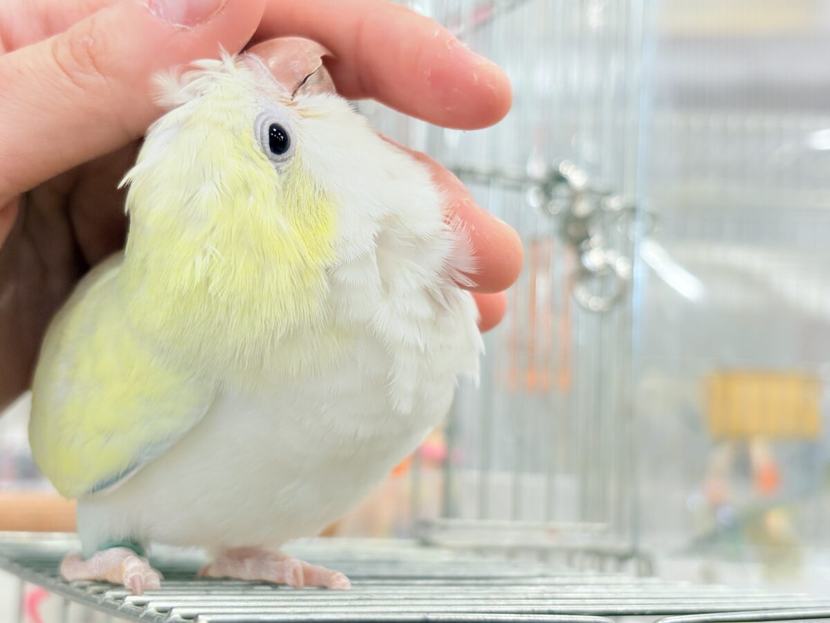 オキナインコ