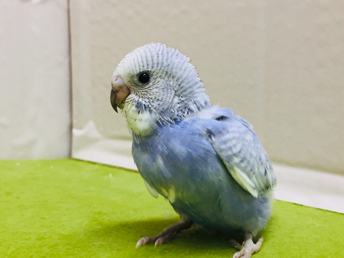 【🌟最新画像更新🌟】スパングルカラーのセキセイちゃんがやってきましたよ~💙💙💙 セキセイインコ