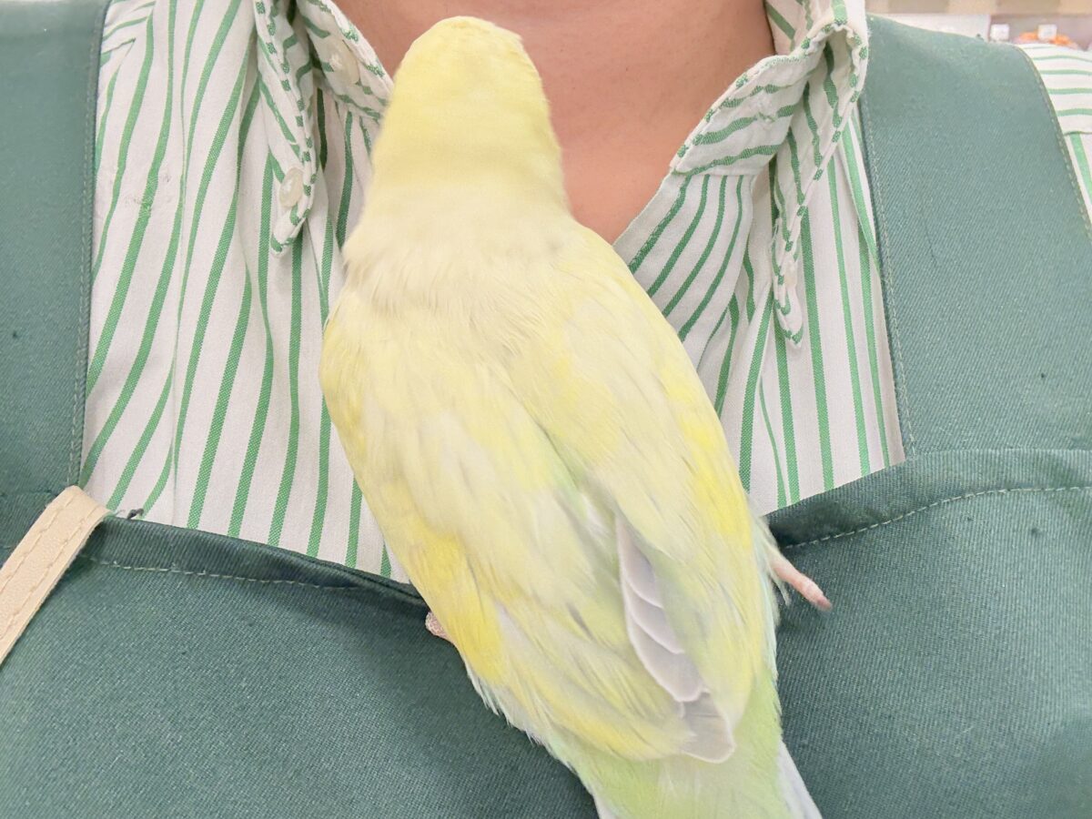 オキナインコ