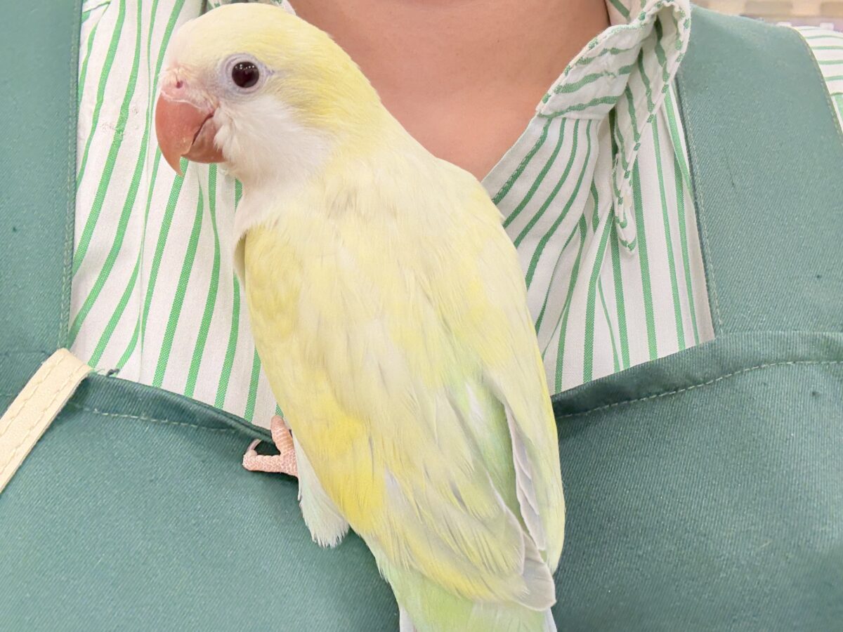 オキナインコ