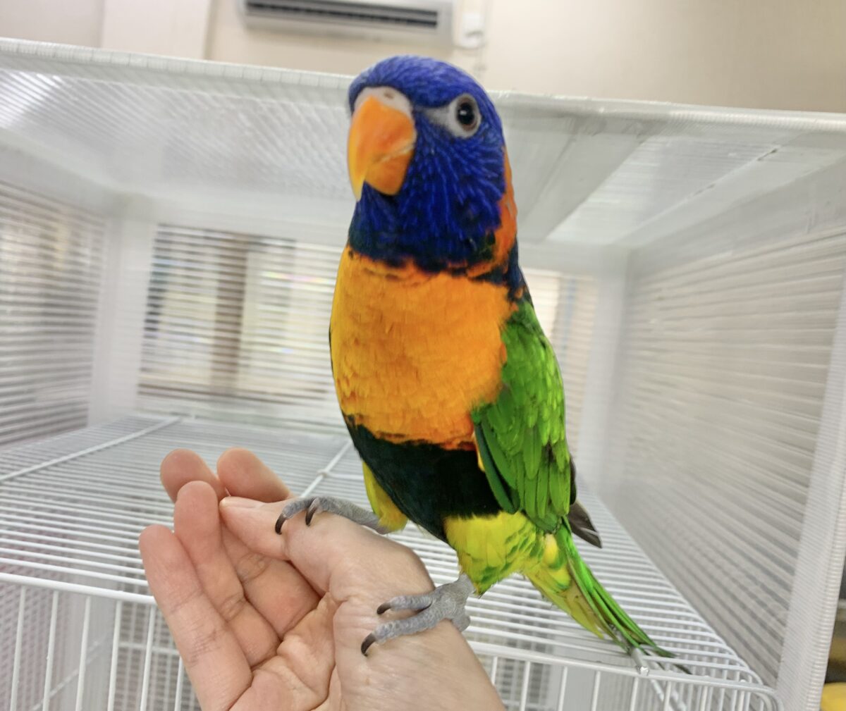 【最新画像🆙】いつでも陽気なエンターテイナー💃🔥ゴシキセイガイインコ🌈🌈 ゴシキセイガイインコ
