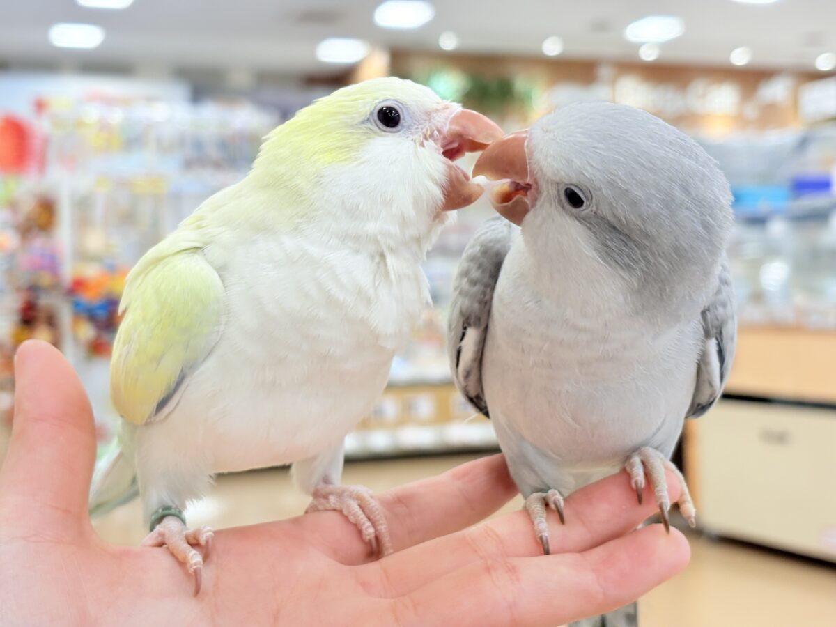オキナインコ