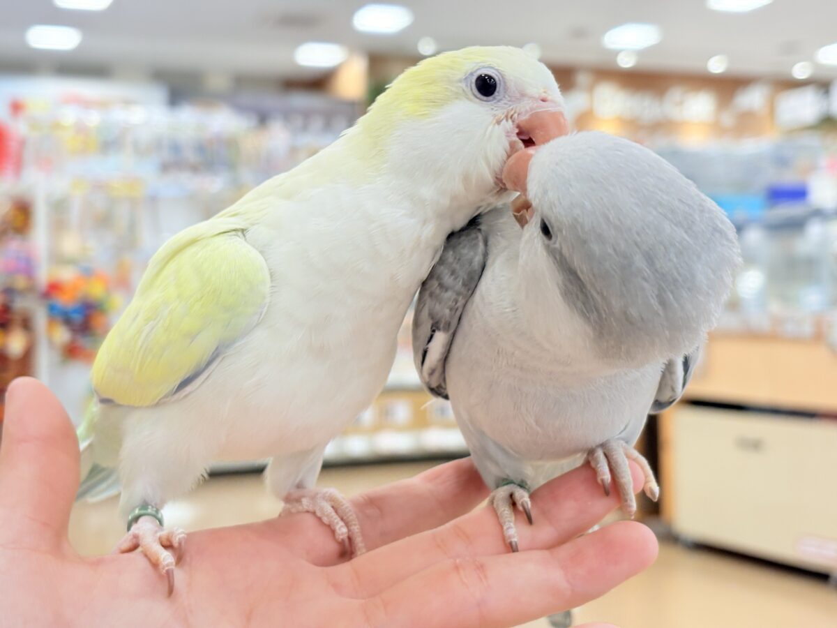 オキナインコ