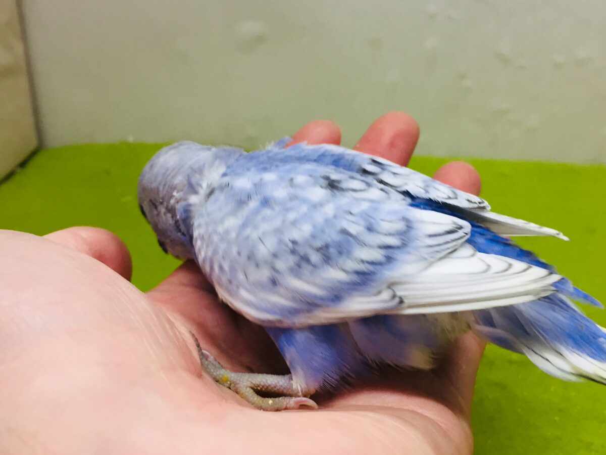 【🌟最新画像更新🌟】スパングルカラーのセキセイちゃんがやってきましたよ~💙💙💙 セキセイインコ