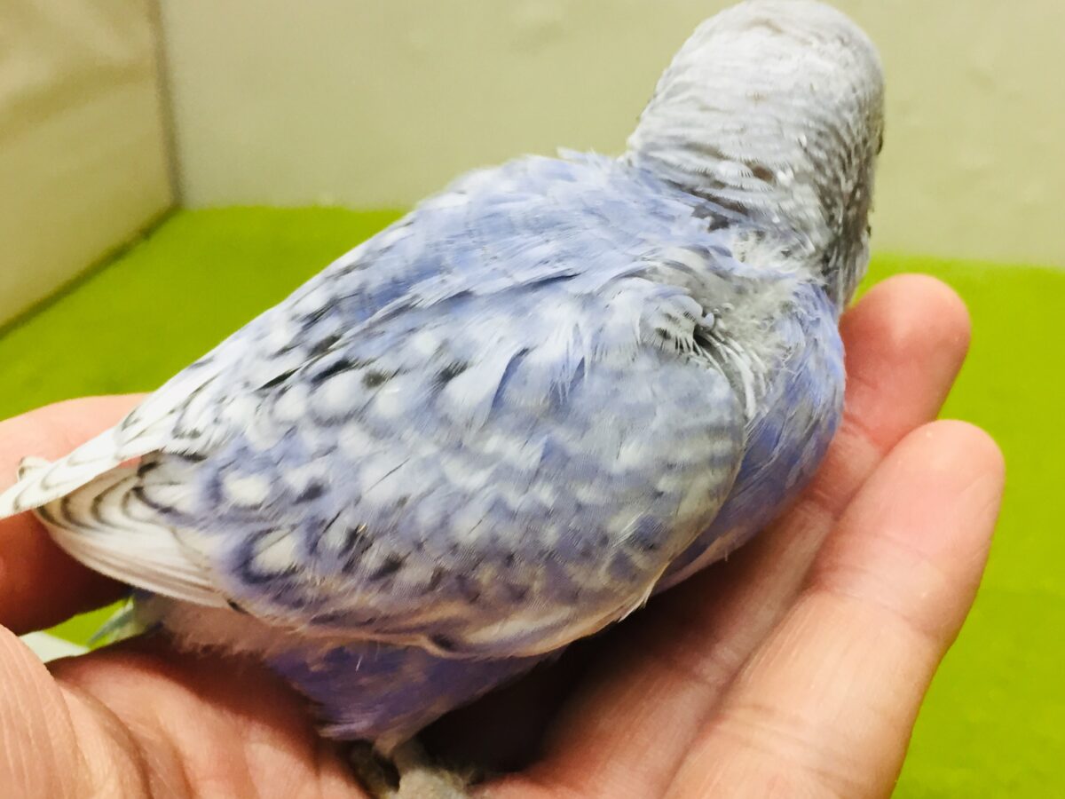 【🌟最新画像更新🌟】スパングルカラーのセキセイちゃんがやってきましたよ~💙💙💙 セキセイインコ