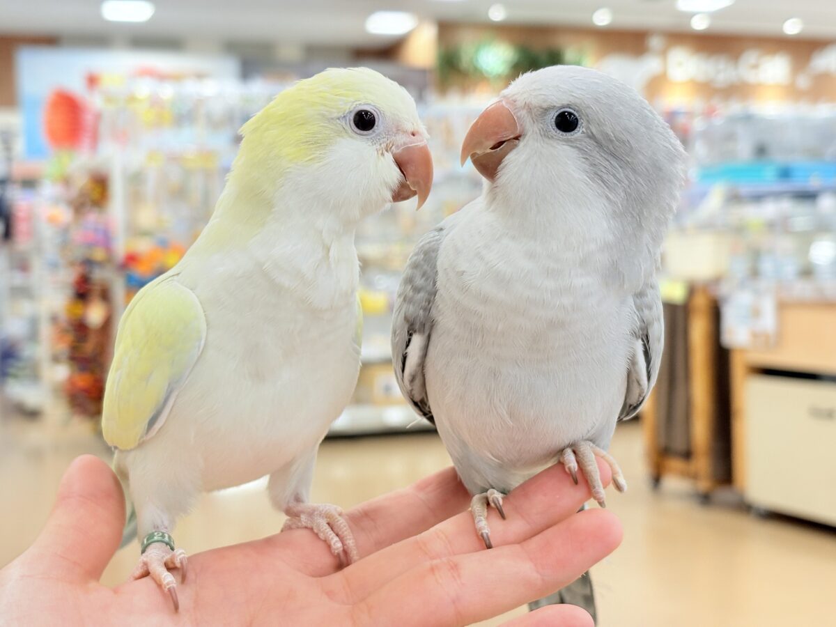 オキナインコ