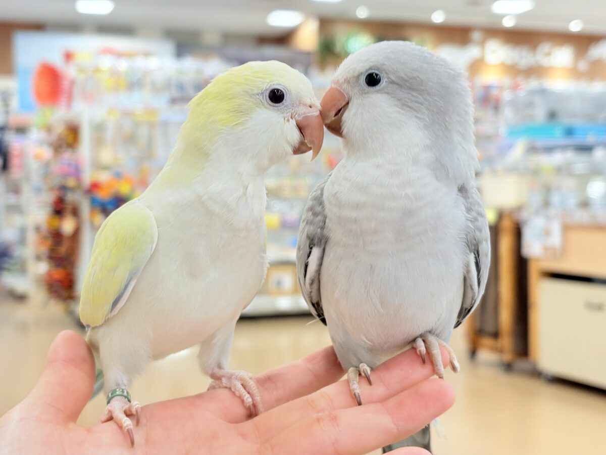 オキナインコ