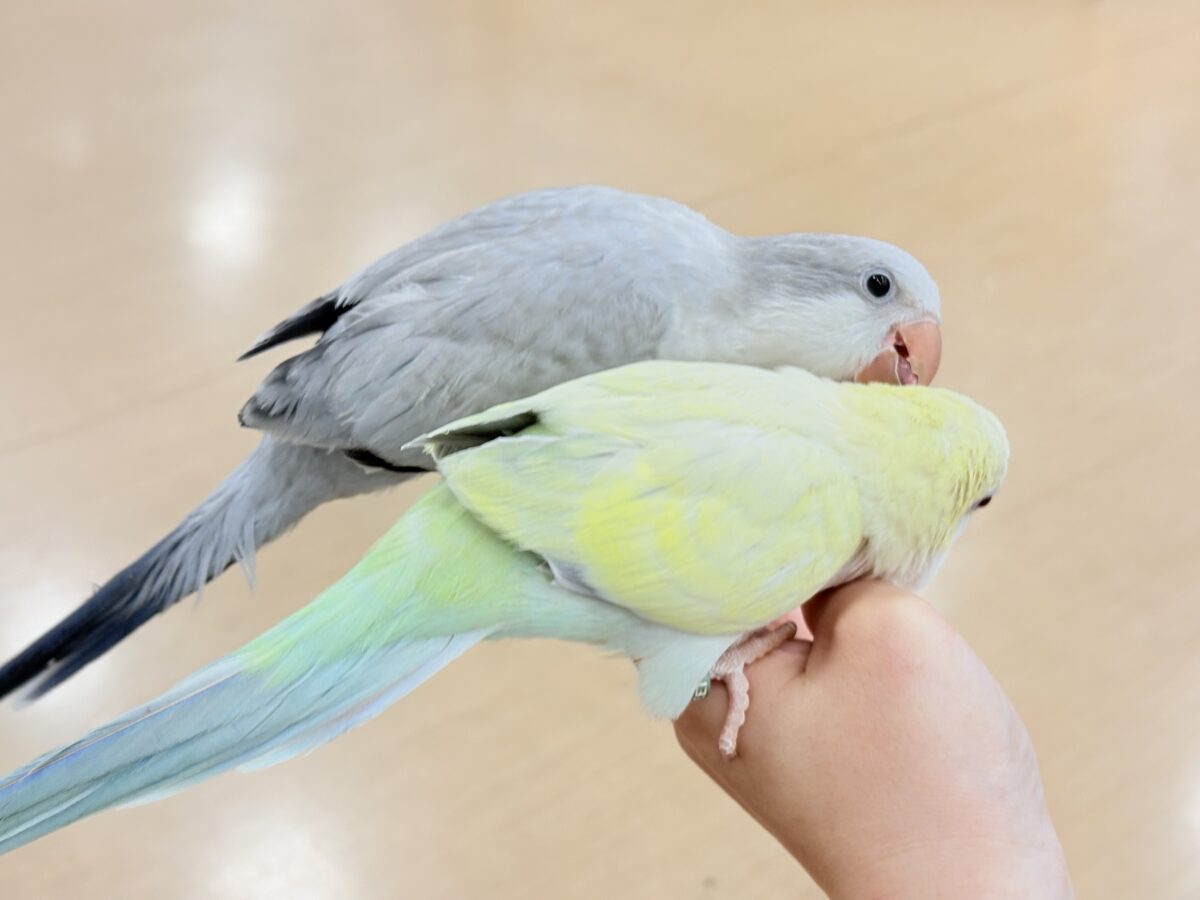 オキナインコ