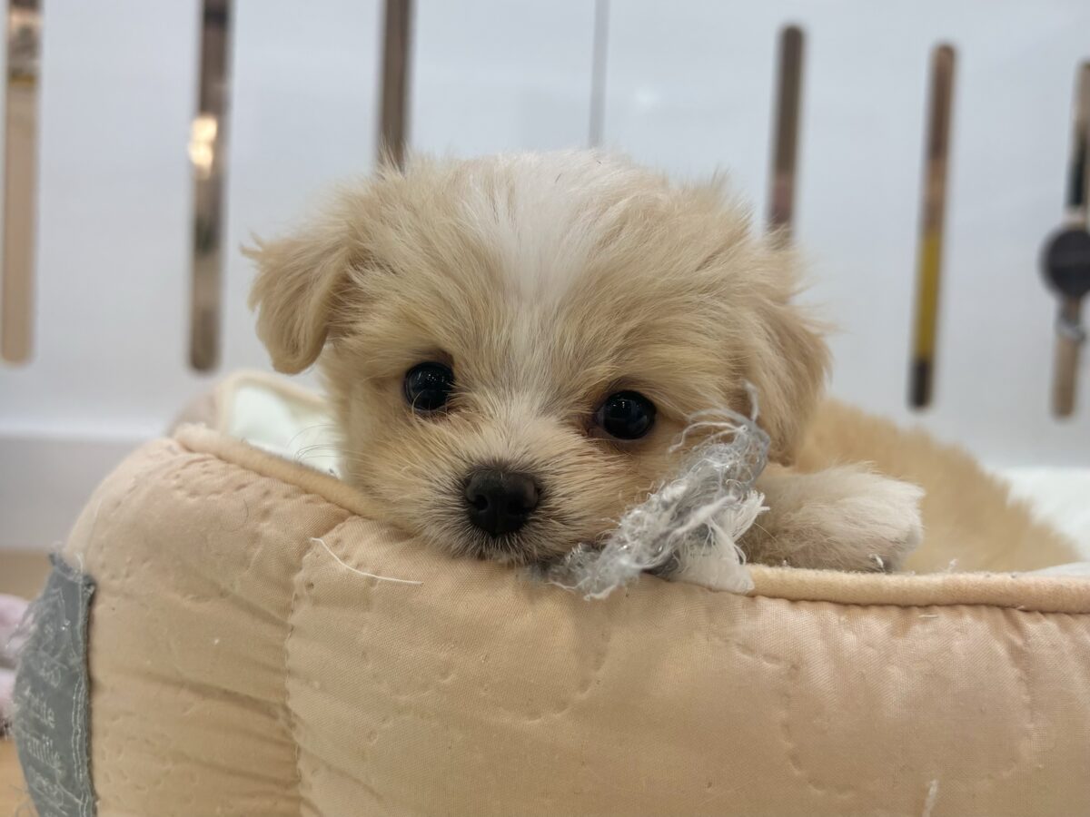 みんなが2度見しちゃう!?チワマルちゃん! チワマル(マルチワ)